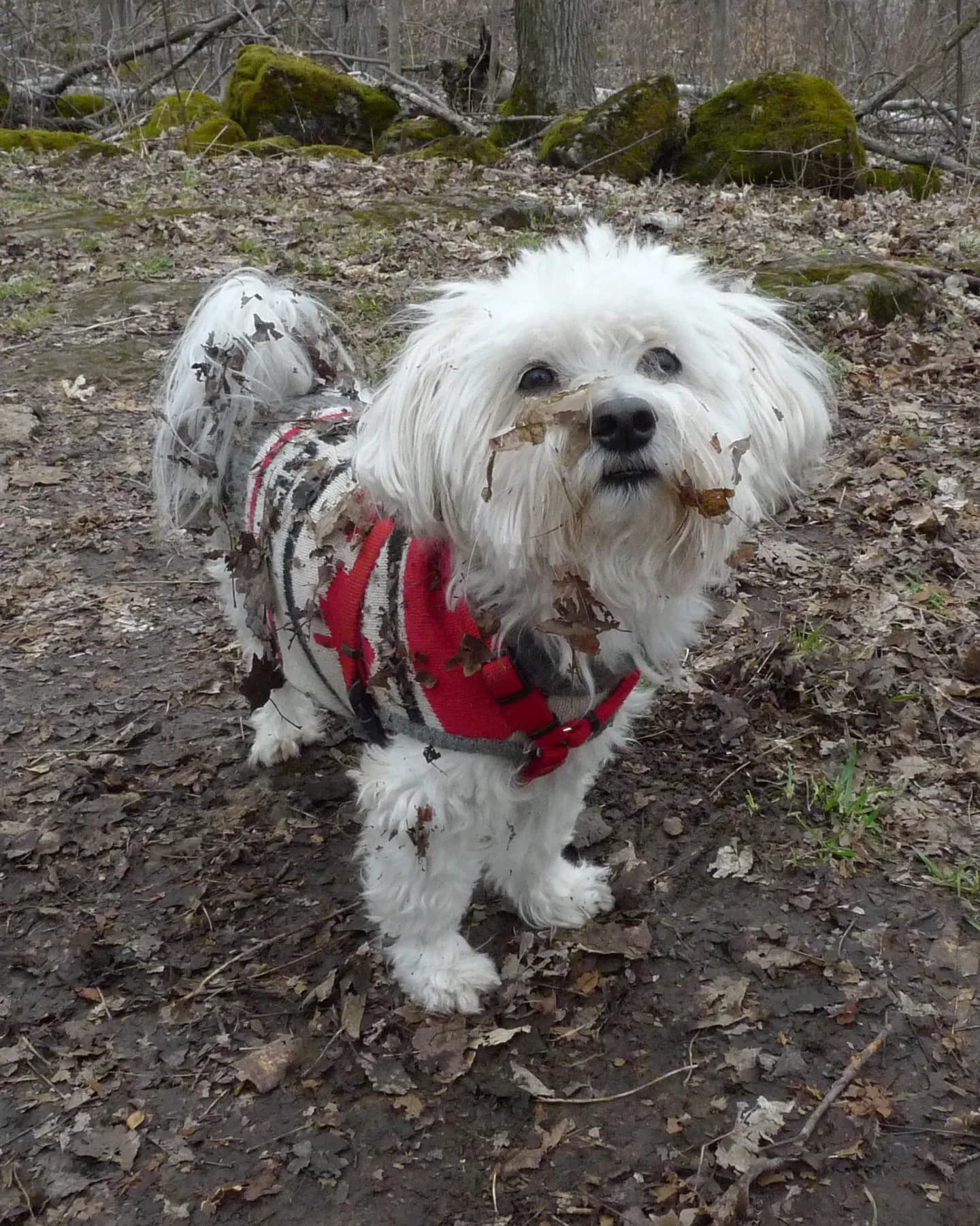 Outdoor portrait of a white Maltese in a red harness standing on a leafy forest trail