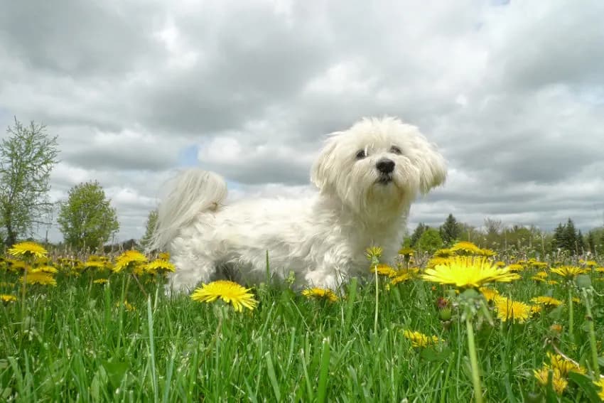 Outdoor portrait of a fluffy white Maltese standing in a field of yellow dandelions under cloudy sky