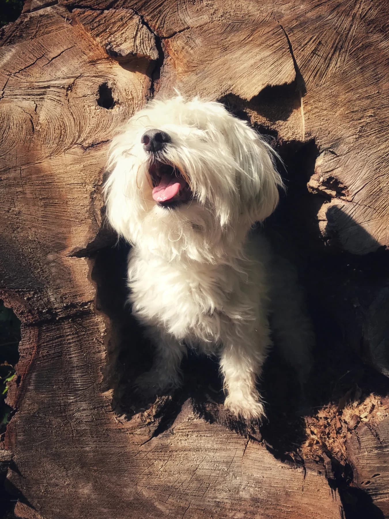 Outdoor portrait of a small dog sitting alertly in a natural woodland setting with soft light