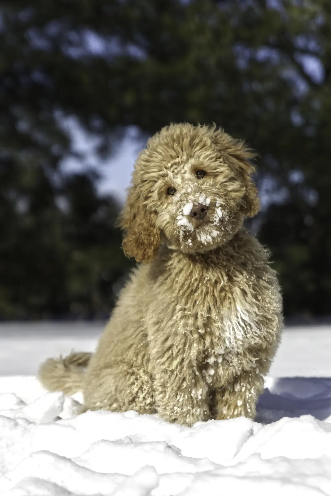 Pet portrait by Kwaak Photography