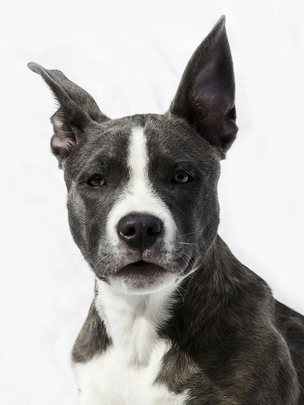 Pet portrait by Kwaak Photography