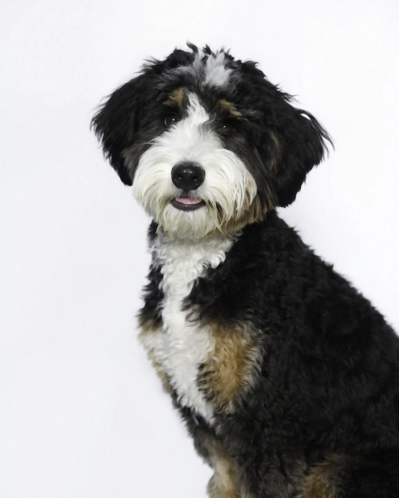 Pet portrait by Kwaak Photography