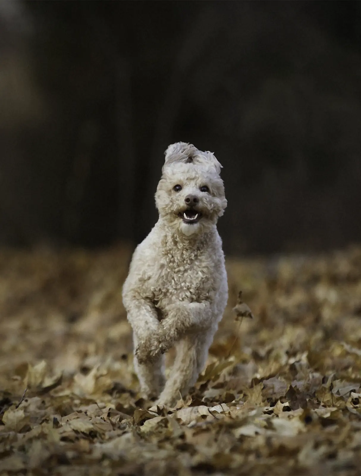 Pet portrait by Kwaak Photography