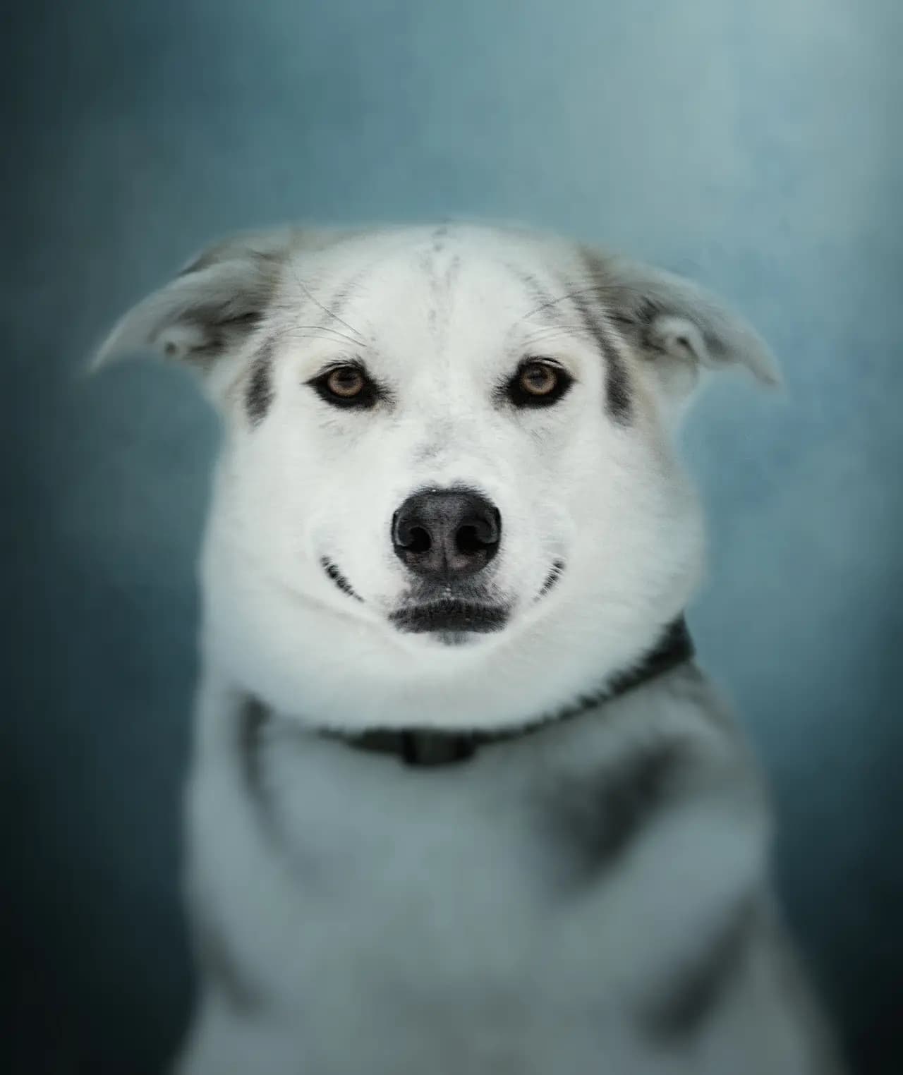 Pet portrait by Kwaak Photography