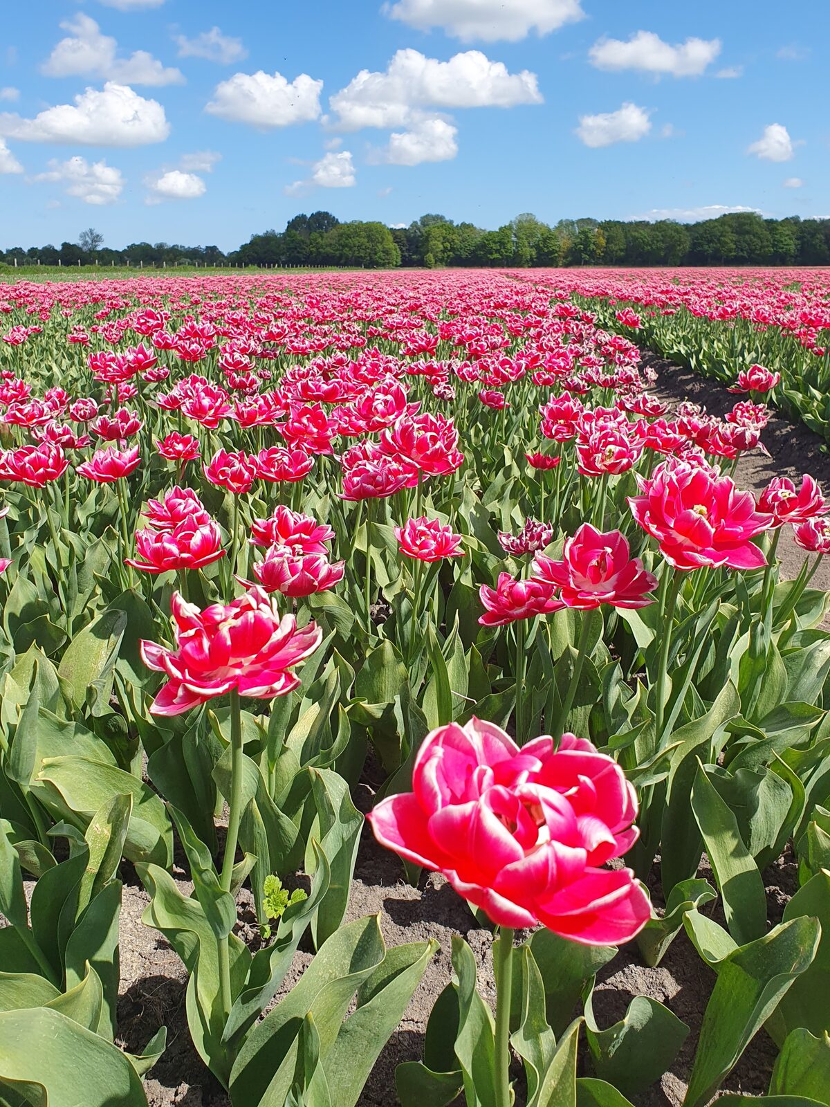 A tulip field in spring in the Netherlands
