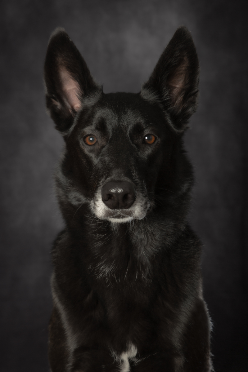 Pet portrait of Huey by Kwaak Photography